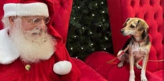 Cãozinho foge, passeia de ônibus e tira foto com Papai Noel em shopping de BH Cãozinho foge, passeia de ônibus e tira foto com Papai Noel em shopping de BH