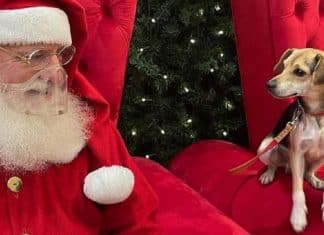 Cãozinho foge, passeia de ônibus e tira foto com Papai Noel em shopping de BH