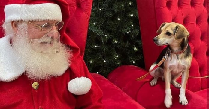 Cãozinho foge, passeia de ônibus e tira foto com Papai Noel em shopping de BH