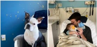 Cãozinho salvou a vida de bebê depois de perceber que ele não estava respirando