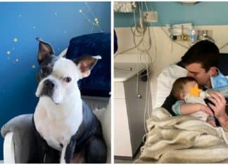 Cãozinho salvou a vida de bebê depois de perceber que ele não estava respirando
