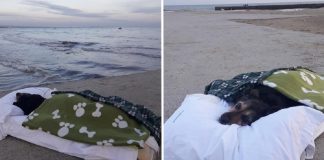 Homem leva cachorrinho doente para um último passeio em sua praia favorita