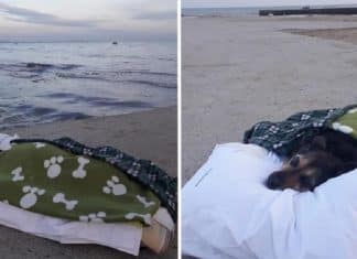 Homem leva cachorrinho doente para um último passeio em sua praia favorita