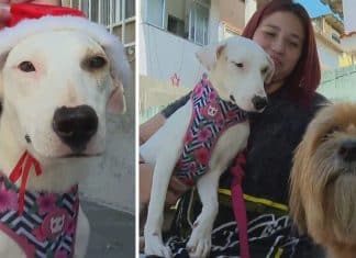 “Natal Animal”: Campanha convida famílias a passar Natal com animais resgatados