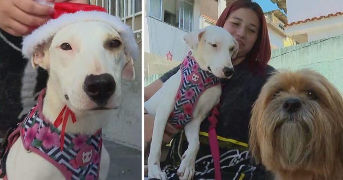 “Natal Animal”: Campanha convida famílias a passar Natal com animais resgatados