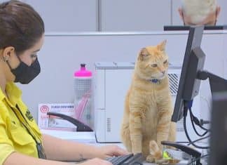 Gato vira atendente do Poupatempo com direito a crachá no interior de SP