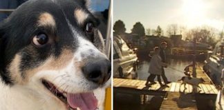 Cãozinho avisa seus donos que um casal estava se afogando no mar