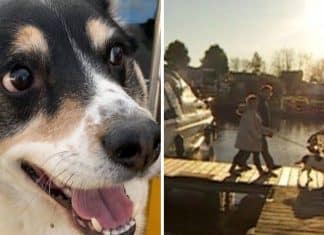 Cãozinho avisa seus donos que um casal estava se afogando no mar