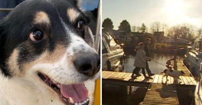 Cãozinho avisa seus donos que um casal estava se afogando no mar
