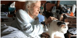 Gatinho mais velho do abrigo encontra lar perfeito ao lado de idosa de 101 anos