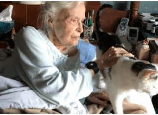 Gatinho mais velho do abrigo encontra lar perfeito ao lado de idosa de 101 anos