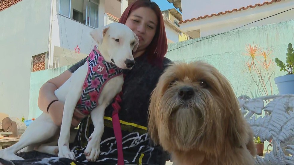 contioutra.com - "Natal Animal": Campanha convida famílias a passar Natal com animais resgatados