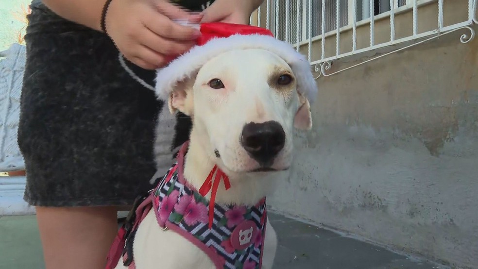 contioutra.com - "Natal Animal": Campanha convida famílias a passar Natal com animais resgatados