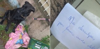 Cachorrinha que foi abandonada com ração e pedido de desculpas em bilhete ganha novo lar