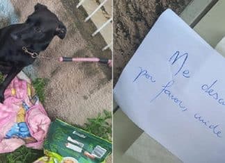 Cachorrinha que foi abandonada com ração e pedido de desculpas em bilhete ganha novo lar