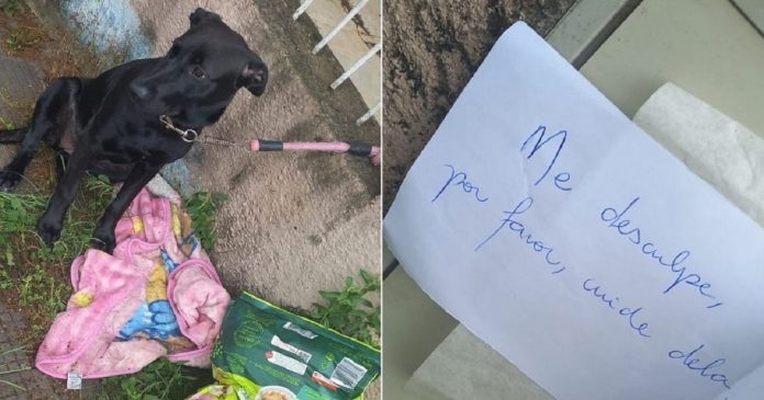 Cachorrinha que foi abandonada com ração e pedido de desculpas em bilhete ganha novo lar