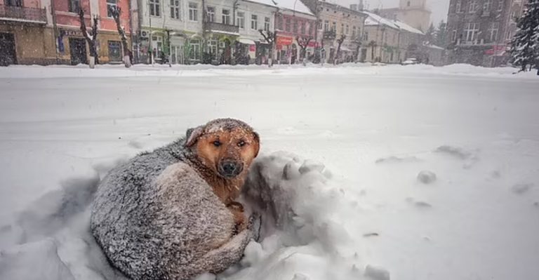 contioutra.com - Menina sobrevive a tempestade de neve na Rússia abraçando cachorro de rua por 18 horas
