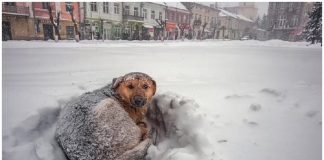 Menina sobrevive a tempestade de neve na Rússia abraçando cachorro de rua por 18 horas