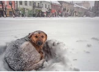 Menina sobrevive a tempestade de neve na Rússia abraçando cachorro de rua por 18 horas