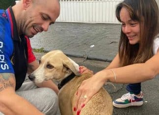 PANDORA ENCONTRADA: após 45 dias de buscas tutor reencontra sua “filha”