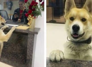 Cachorrinho vai até a polícia para avisar que estava perdido e comove a todos