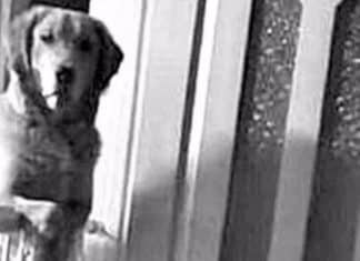 Cão adotado não dormia a noite para observar sua nova família dormir e o motivo é comovente