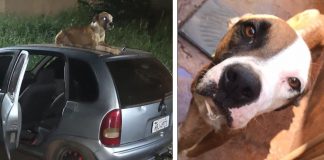 Cão fica de vigia no teto de carro roubado até dono do veículo chegar: ‘Ganhei um companheiro’