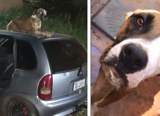 Cão fica de vigia no teto de carro roubado até dono do veículo chegar: ‘Ganhei um companheiro’