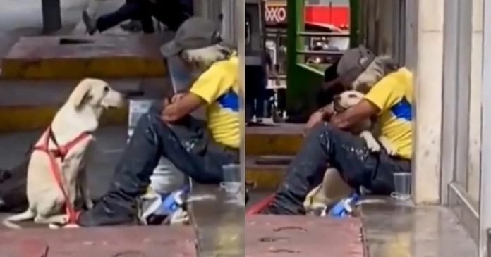 Vídeo: Cachorro abraça homem em situação de rua e derrete corações na internet