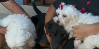 Rottweiler salva dois cães durante enchente na cidade de Barretos; veja o vídeo