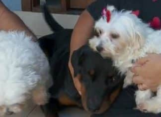 Rottweiler salva dois cães durante enchente na cidade de Barretos; veja o vídeo