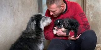 Cadela abandonada ‘pediu ajuda’ a um homem para salvar seus filhotes do frio