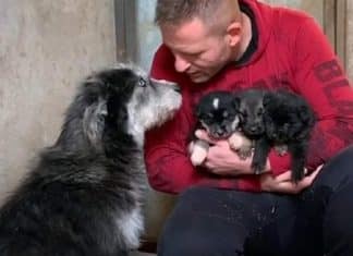 Cadela abandonada ‘pediu ajuda’ a um homem para salvar seus filhotes do frio