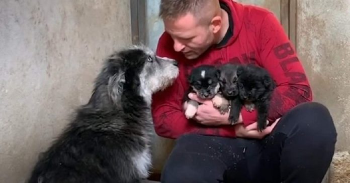 Cadela abandonada ‘pediu ajuda’ a um homem para salvar seus filhotes do frio