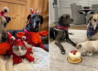 Gato é tão apaixonado pelo irmãos cachorros que até pensa que é um deles