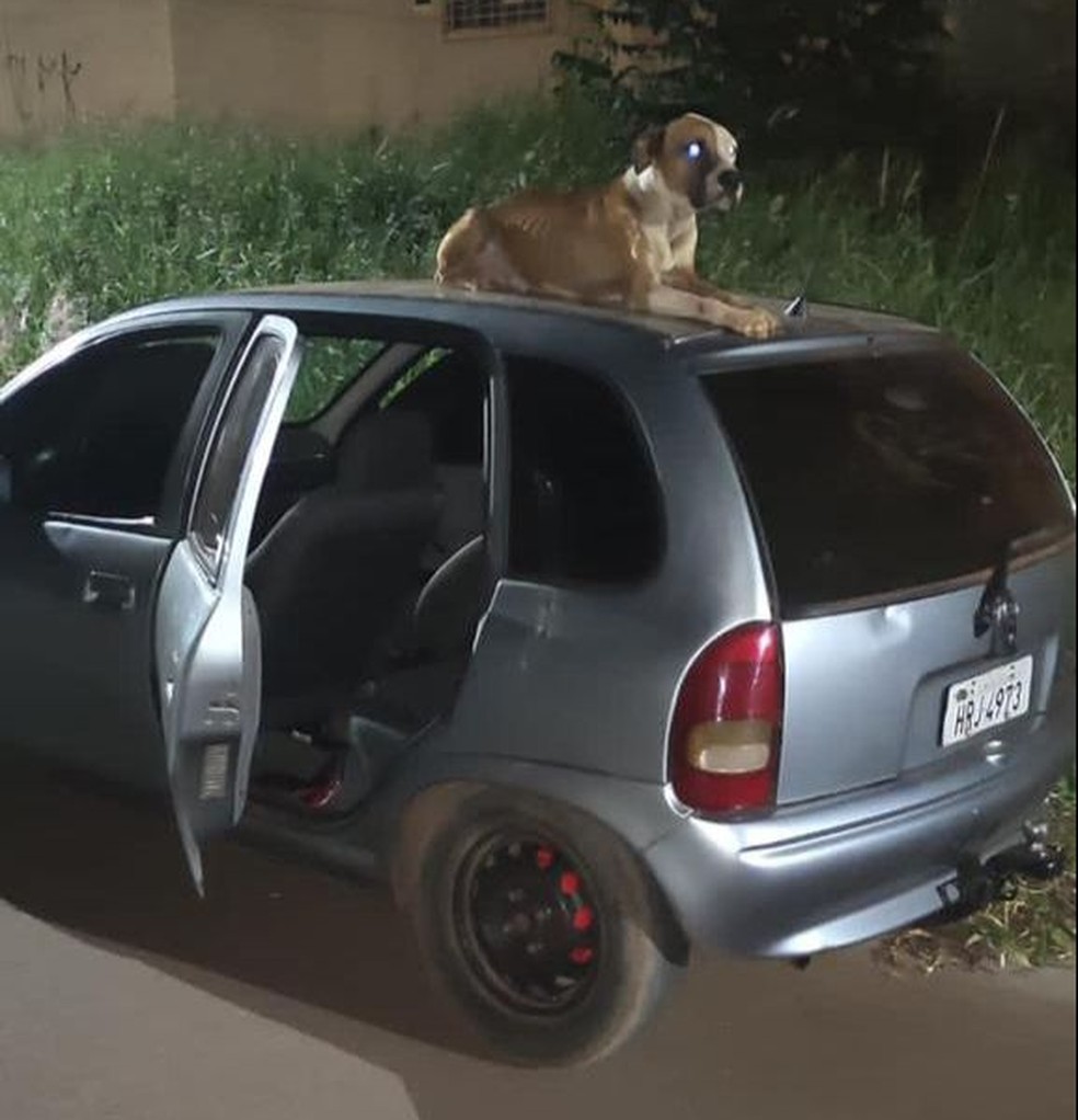 contioutra.com - Cão fica de vigia no teto de carro roubado até dono do veículo chegar: 'Ganhei um companheiro'