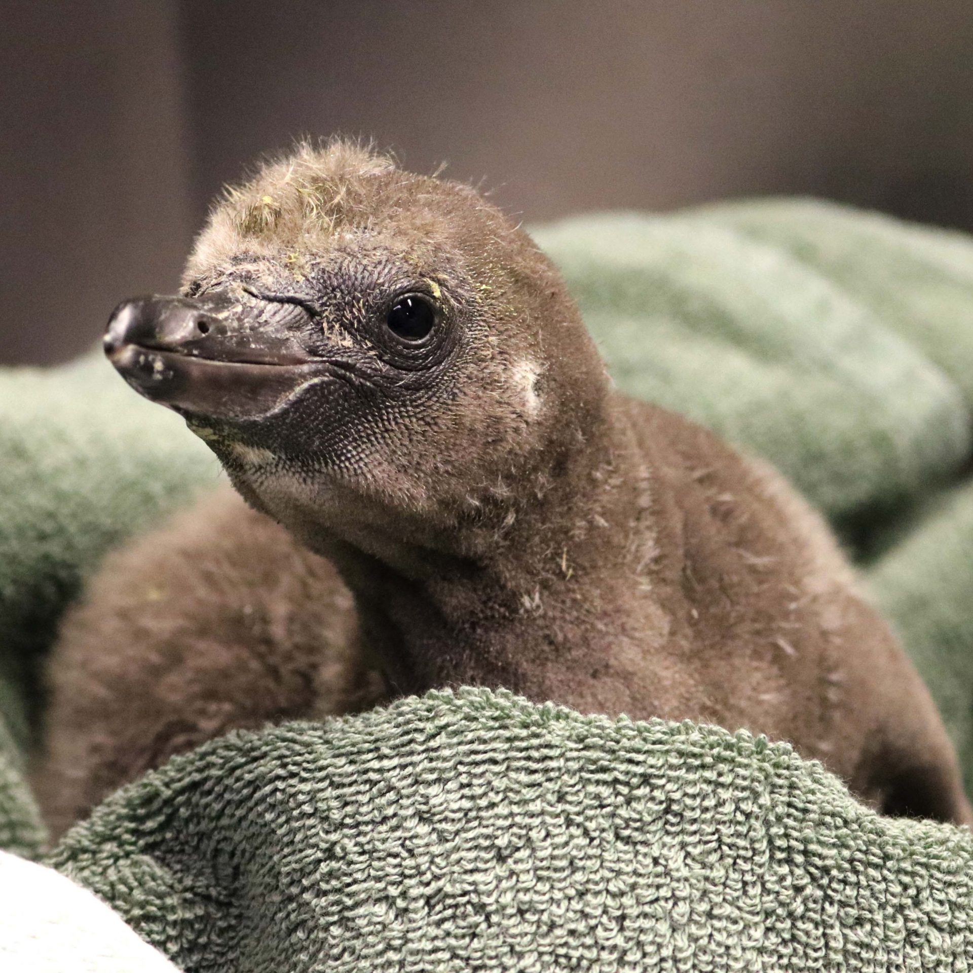 contioutra.com - Pinguns gays adotam ovo e se tornam pais de um lindo filhote em zoológico dos EUA