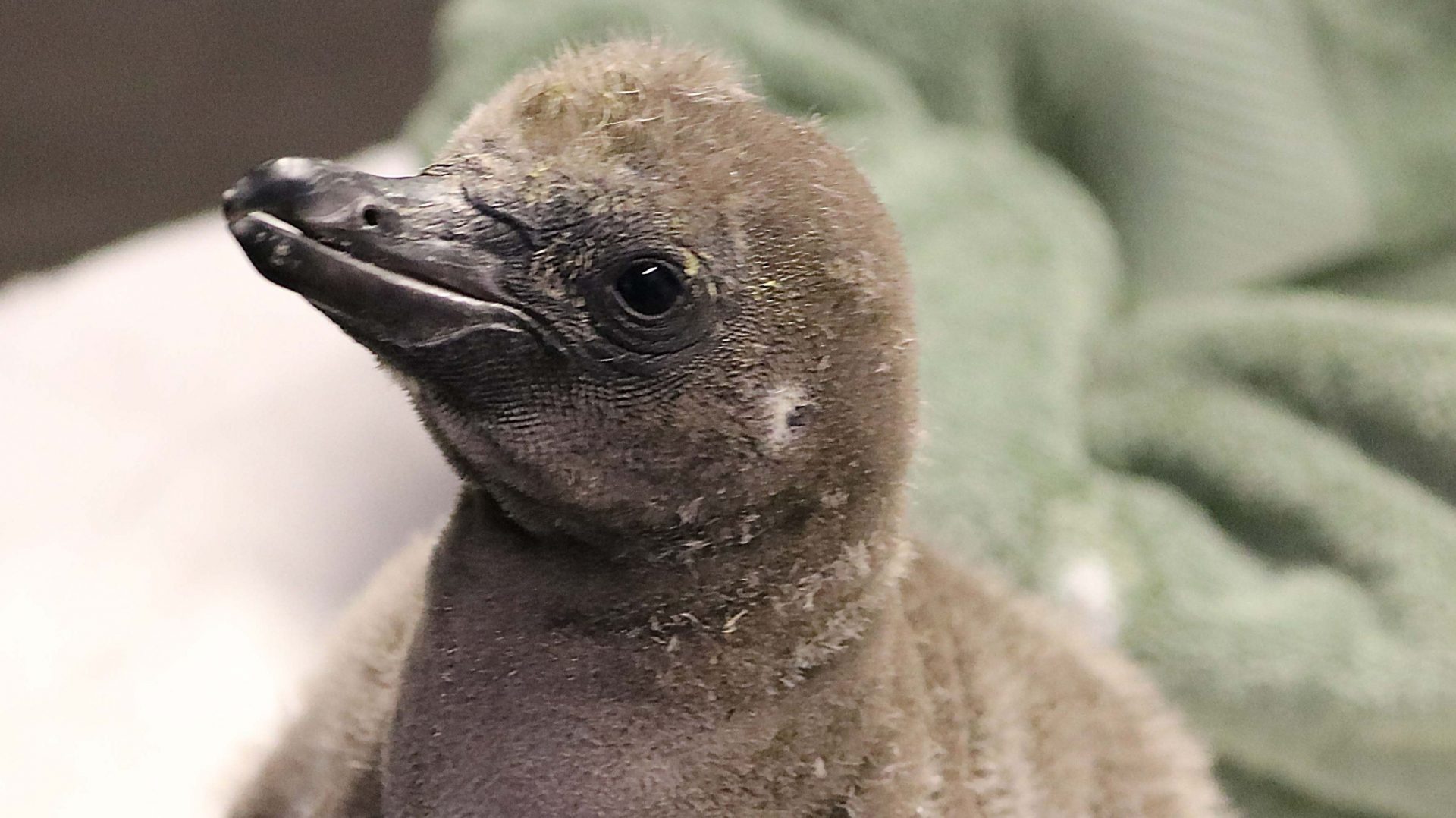contioutra.com - Pinguns gays adotam ovo e se tornam pais de um lindo filhote em zoológico dos EUA