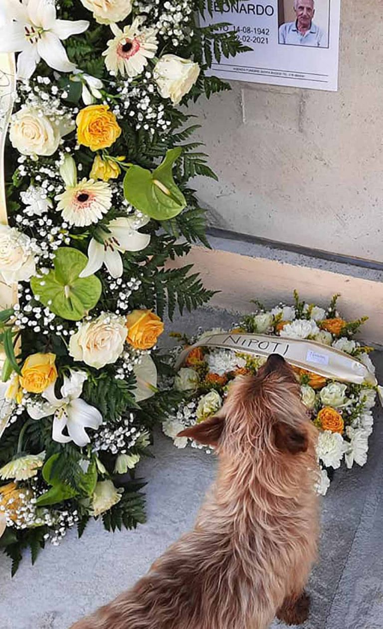 contioutra.com - Cachorro caminha 7 km todos os dias para visitar o túmulo de seu melhor amigo