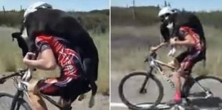 Ciclista interrompe pedalada para resgatar cão abandonado na estrada