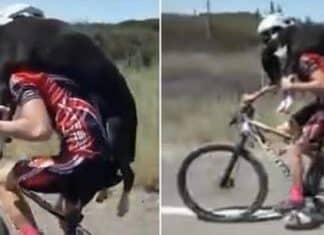 Ciclista interrompe pedalada para resgatar cão abandonado na estrada