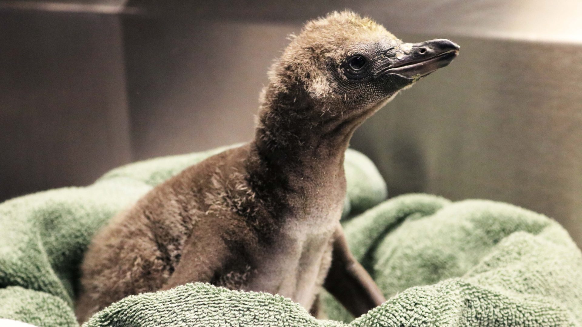 contioutra.com - Pinguns gays adotam ovo e se tornam pais de um lindo filhote em zoológico dos EUA