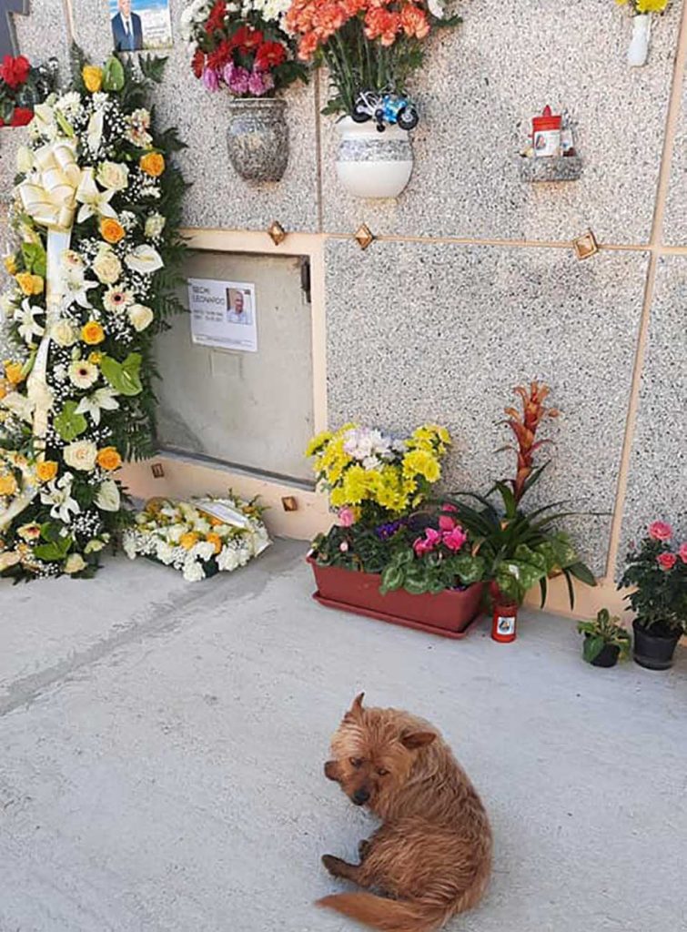 contioutra.com - Cachorro caminha 7 km todos os dias para visitar o túmulo de seu melhor amigo