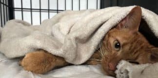 Gatinha que passou nove dias soterrada em Petrópolis é resgatada com vida dos escombros