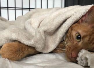 Gatinha que passou nove dias soterrada em Petrópolis é resgatada com vida dos escombros