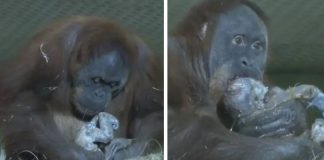 Bebê orangotango nasce em santuário depois da mãe perder um filhote e cuidadores se emocionam; assista