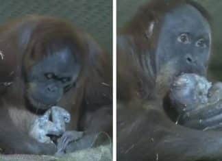 Bebê orangotango nasce em santuário depois da mãe perder um filhote e cuidadores se emocionam; assista