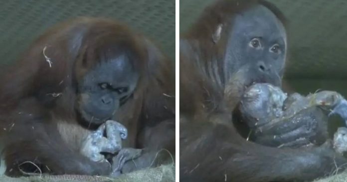 Bebê orangotango nasce em santuário depois da mãe perder um filhote e cuidadores se emocionam; assista