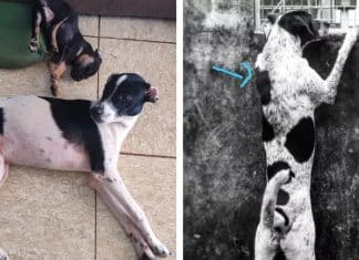 Cachorrinho é resgatado no lugar de outro cão desaparecido e engana família