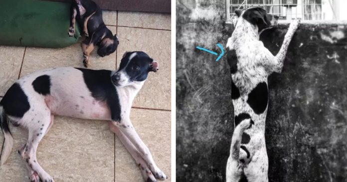 Cachorrinho é resgatado no lugar de outro cão desaparecido e engana família